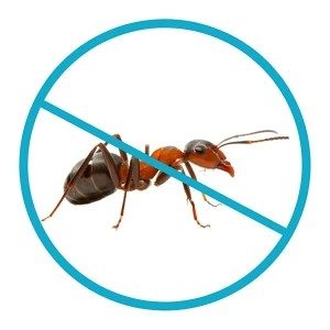 Dedetização de Formiga