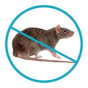 Dedetização de Rato